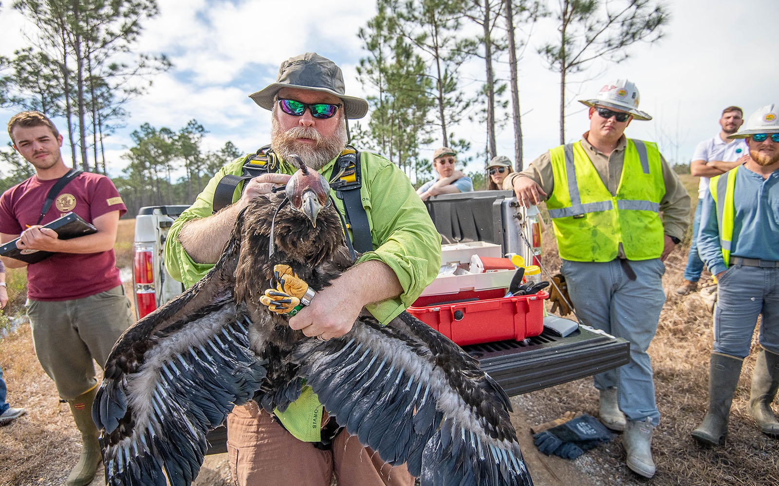 Bird’seye view Banding bald eagles on the coast for conservation